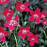 Anemone multifida 'Rubra', amerikanvuokko